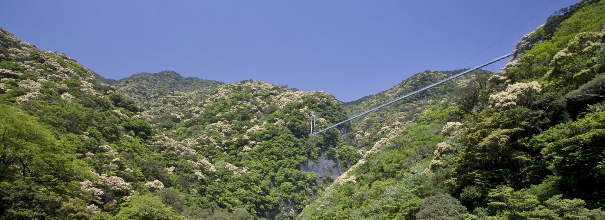 照葉樹林と大吊橋
