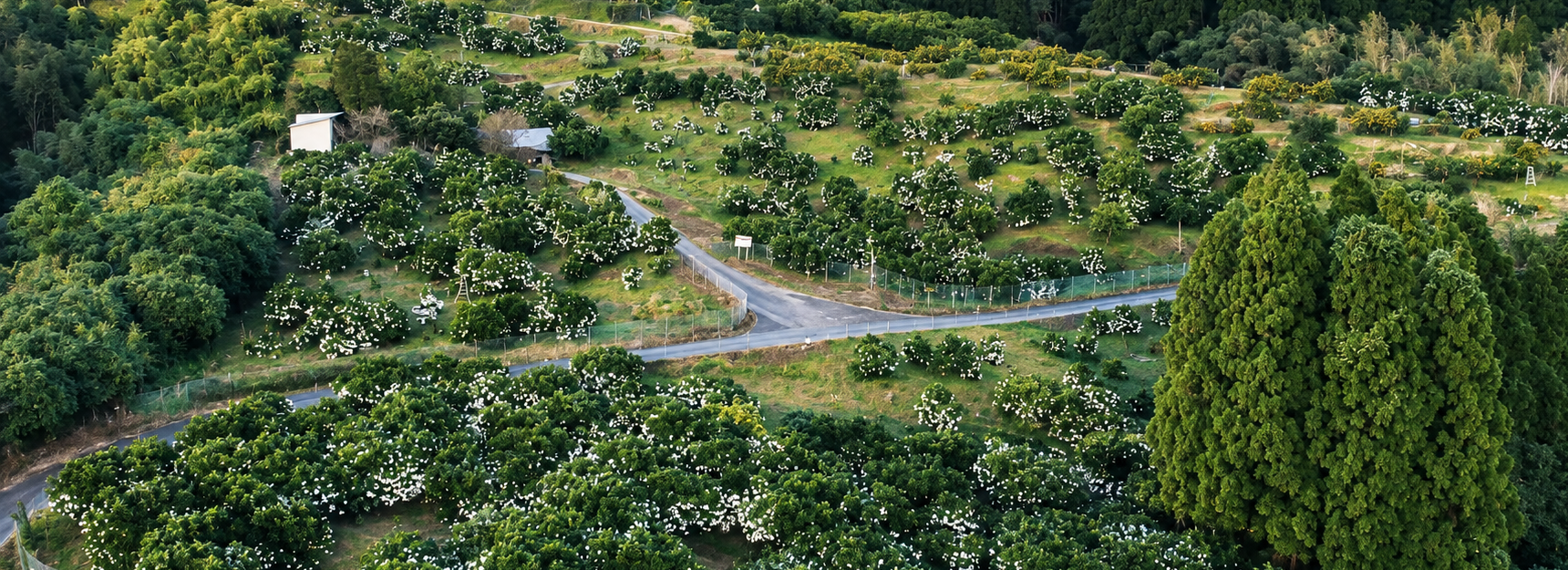 日向夏畑